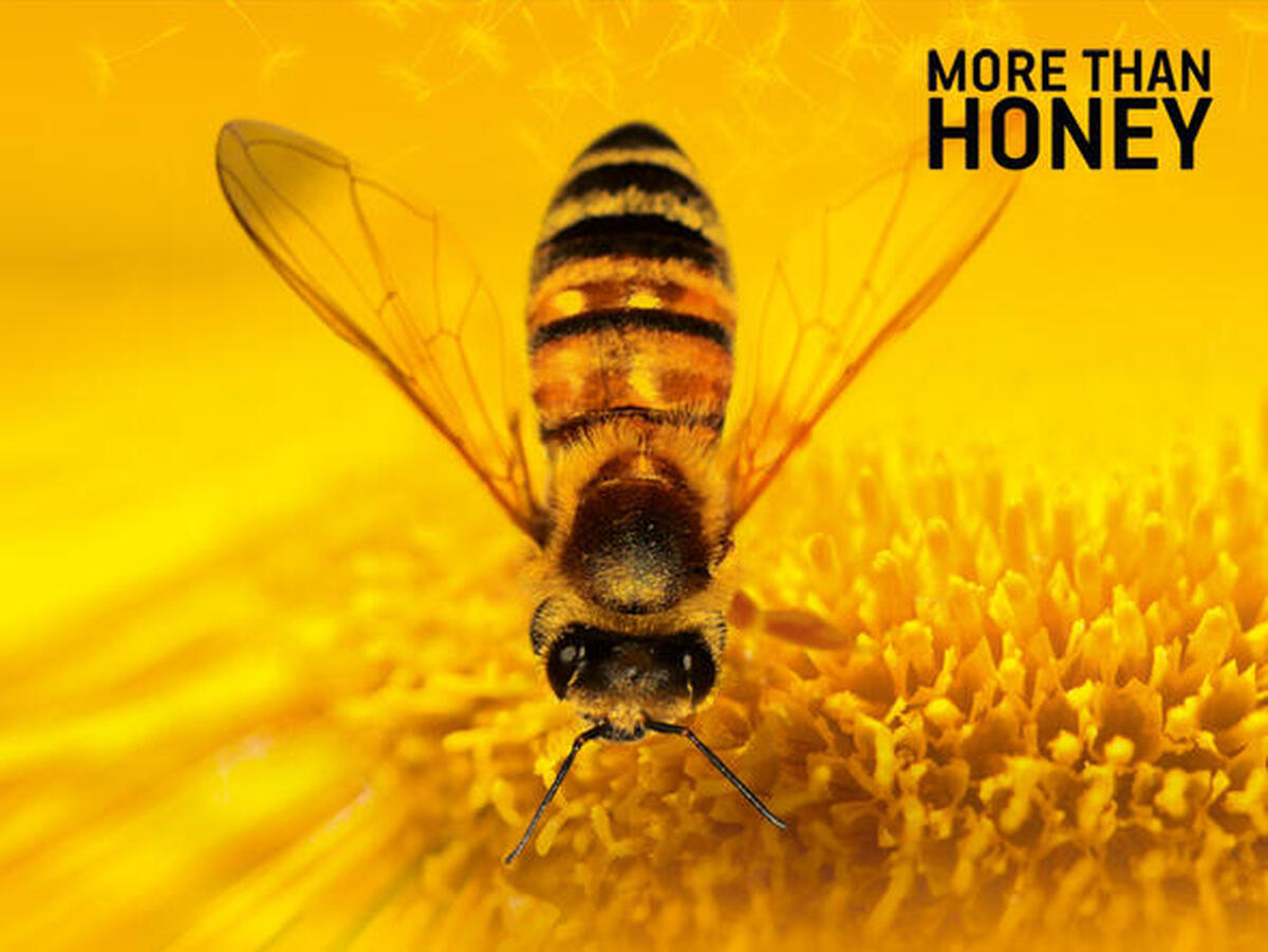 Filmmotiv Bitterer Honig - More than Honey